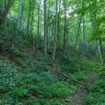 Snooks Nose Trail through the Cove