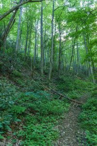 Snooks Nose Trail through the Cove