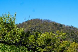 View of Laurel Knob from Snooks Nose