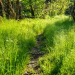 Native Sedges beside the Snowball Trail