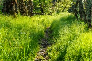 Native Sedges beside the Snowball Trail