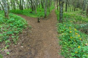 Junction of the Mountains to Sea and Snowball Trails