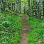 Mouuntains to Sea trail near the start of Snowball Trail