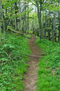 Mouuntains to Sea trail near the start of Snowball Trail