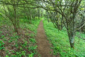 Hawthornes on the Mountains to Sea Trail