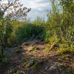 Clearing along the Snowball Trail