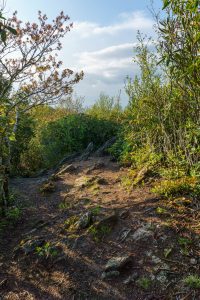 Clearing along the Snowball Trail