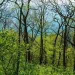 A Forest of Green below Bare Branches