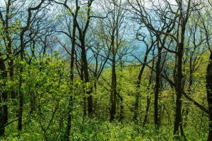 A Forest of Green below Bare Branches