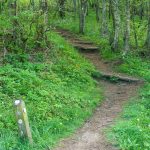 Mountains to Sea Trail in Beetree Gap