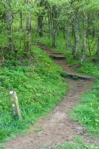 Mountains to Sea Trail in Beetree Gap
