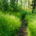 Snowball Trail Through Sedges