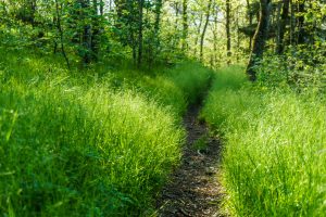 Snowball Trail Through Sedges