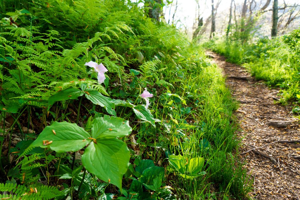 Trilliums Beside the Snowball Trail