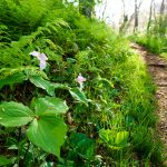 Trilliums Beside the Snowball Trail