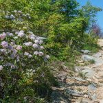 Blooming Mountain Laurel on Shortoff Mountain