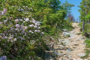 Blooming Mountain Laurel on Shortoff Mountain