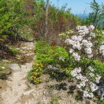 Mountain Laurel on Shortoff MOuntain