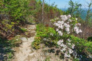 Mountain Laurel on Shortoff MOuntain