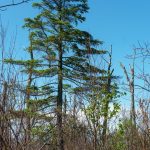 Unburned Carolina Hemlock