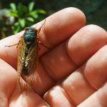 Cicada on Shortoff