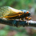 Brood VI Cicada on Shortoff Mountain