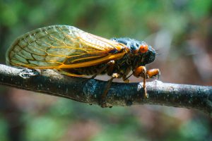 Brood VI Cicada on Shortoff Mountain