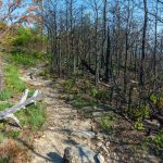 Fire Scalded Pines on Shortoff Mountain