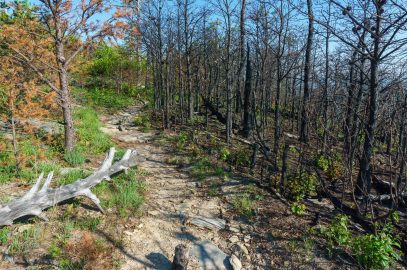 Fire Scalded Pines on Shortoff Mountain