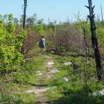 Flat Summit of Shortoff Mountain