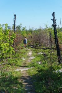 Flat Summit of Shortoff Mountain