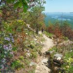 Mountain Laurel and Views on Shortoff Mountain