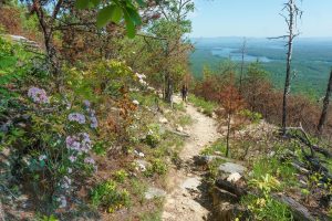 Mountain Laurel and Views on Shortoff Mountain