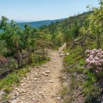 Open Areas along Shortoff Mountain Trail