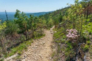 Open Areas along Shortoff Mountain Trail