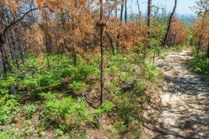 Burned Pines on Shortoff Mountain