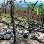 Burned Pines on Shortoff Mountain
