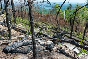 Burned Pines on Shortoff Mountain