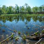 Pond on Shortoff Mountain