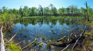 Pond on Shortoff Mountain