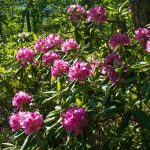 Rhododenrons on Shortoff Mountain