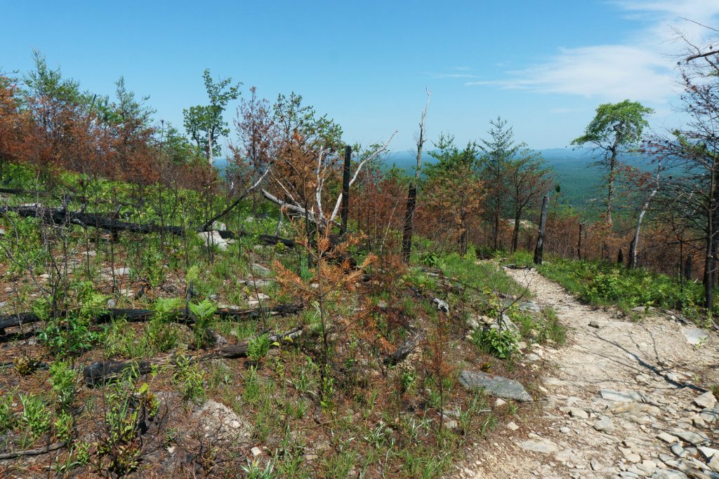 Burned Area on Shortoff Mountain