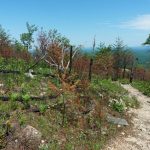 Burned Area on Shortoff Mountain