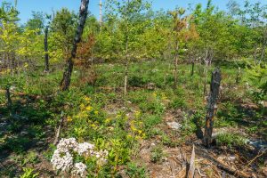 Wildlowers on Shotoff Mountain