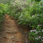 Roots across the Young's Ridge Trail