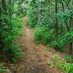 Young's Ridge, or Kitsuma, Trail Across the Ridge