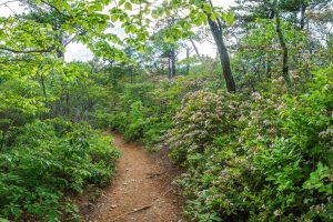 Young's Ridge Trail Mountain Laurel