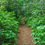 Young's Ridge Trail in Spring Green