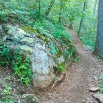 Mountains to Sea Trail Rock and Tree