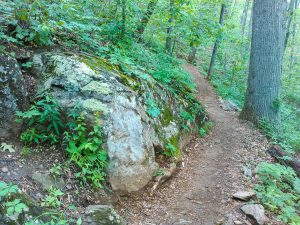 Mountains to Sea Trail Rock and Tree